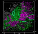 Sistema Confocal Leica Stellaris 8