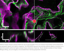 Sistema Confocal Leica Stellaris STED